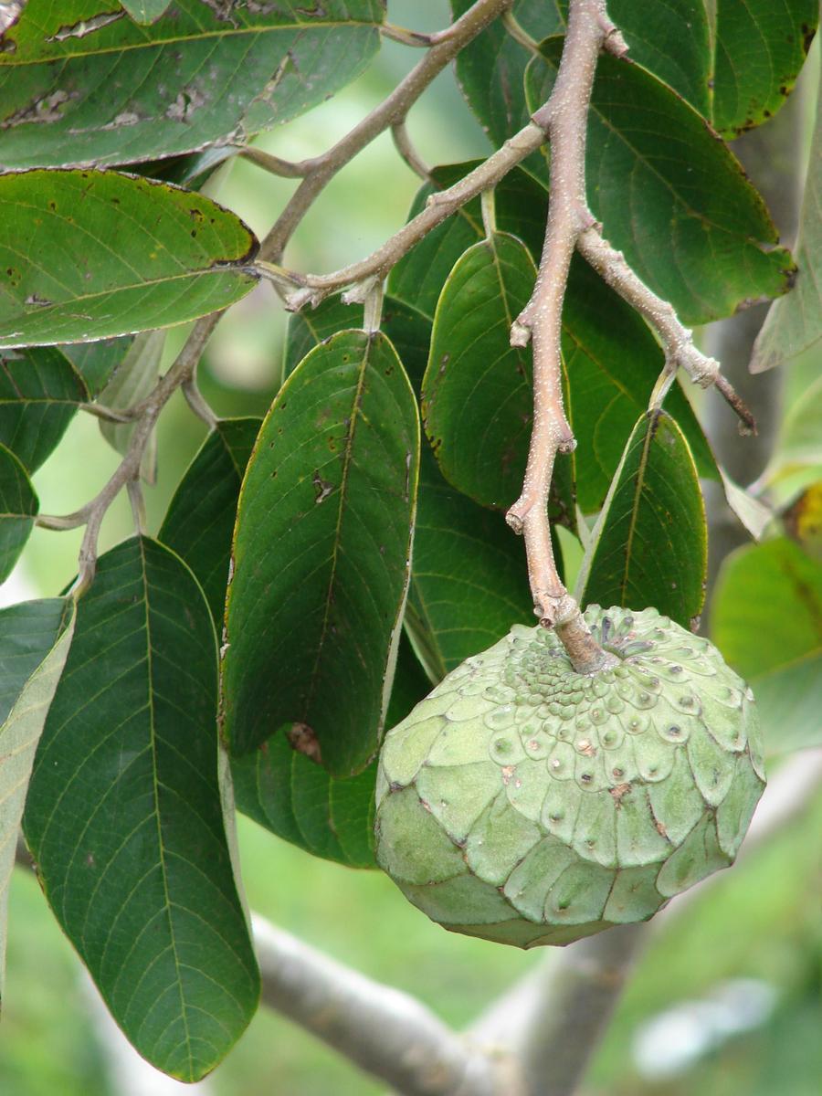 Starr 070308-5403 Annona cherimola