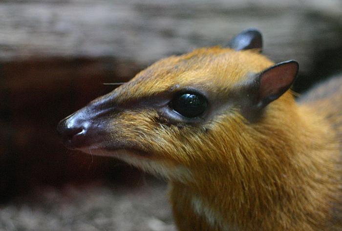 Greater-Mouse-Deer-Tragulus-napu