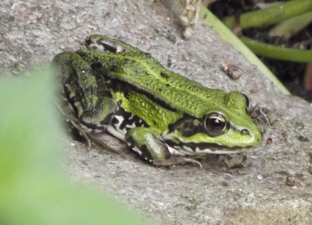 dfe3d9 Nocheinmal unser Wasserfrosch