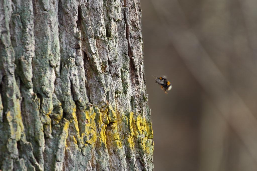 hummel08032014awwcug9