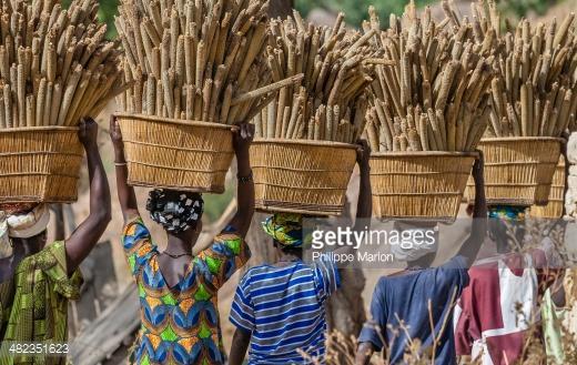 482351623 dogon women carrying millet to
