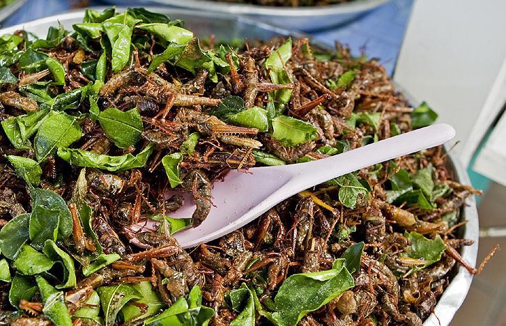 heuschreckensalat Digitalpr