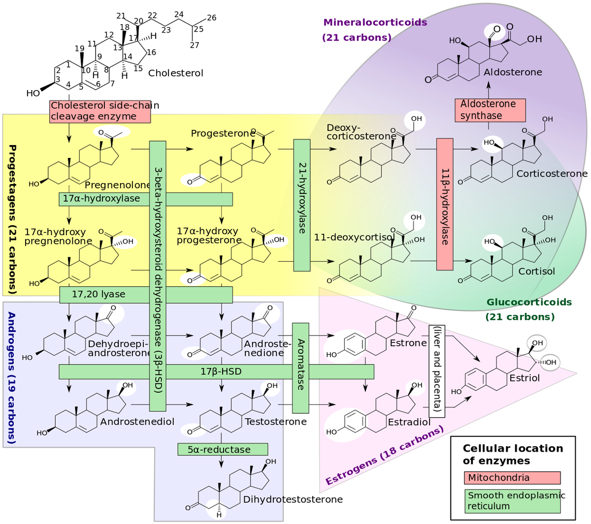 Steroidogenesis