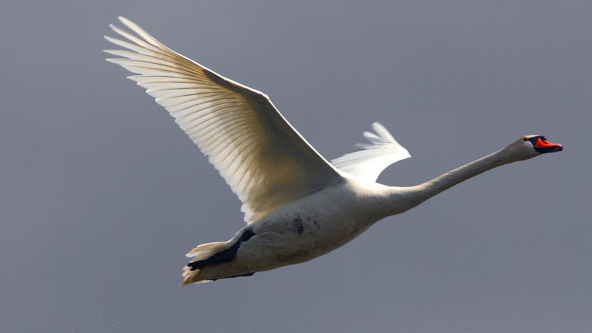 swan flying sky bird 58065 1920x1080
