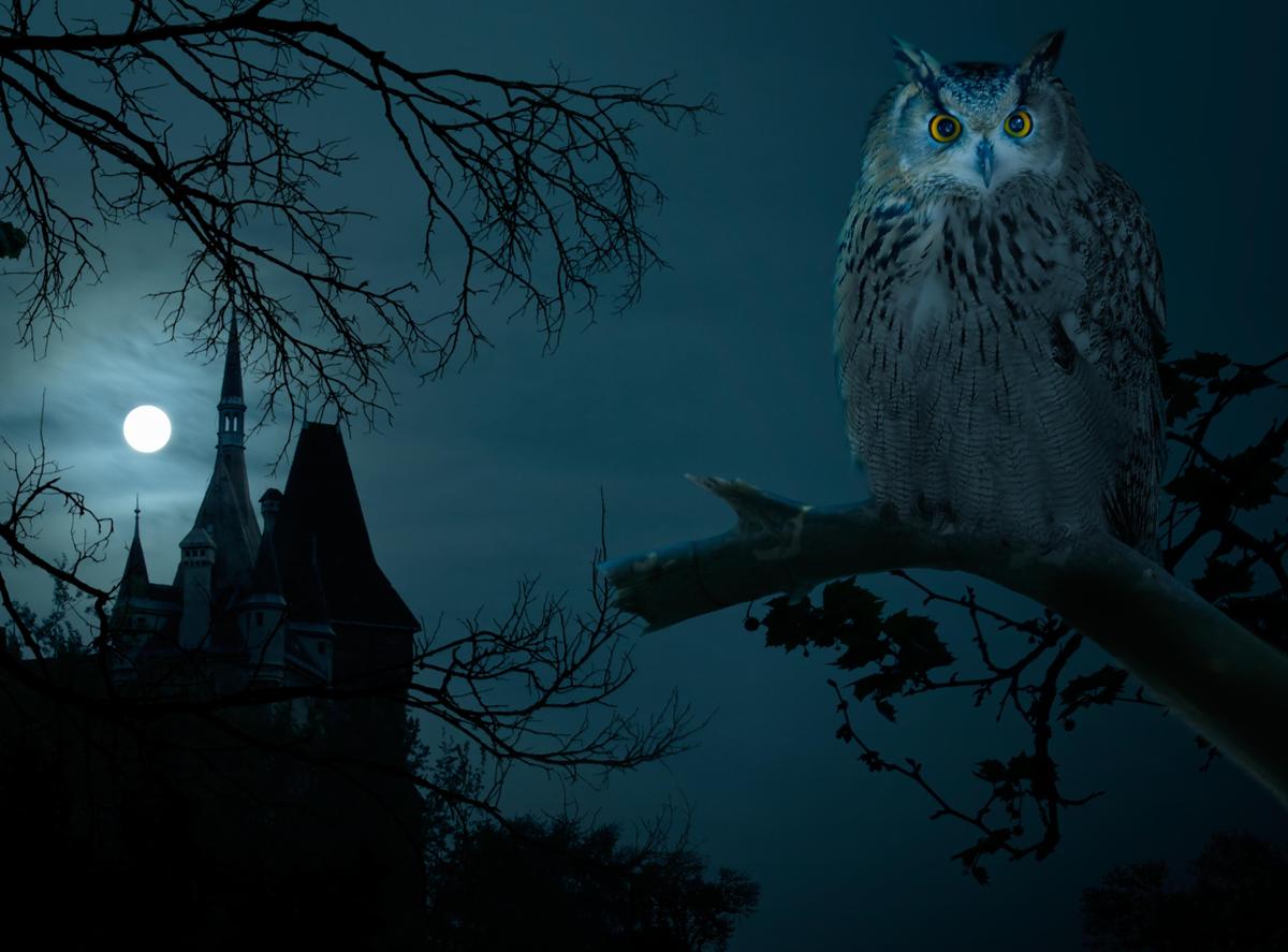 halloween-night-owl-hounted