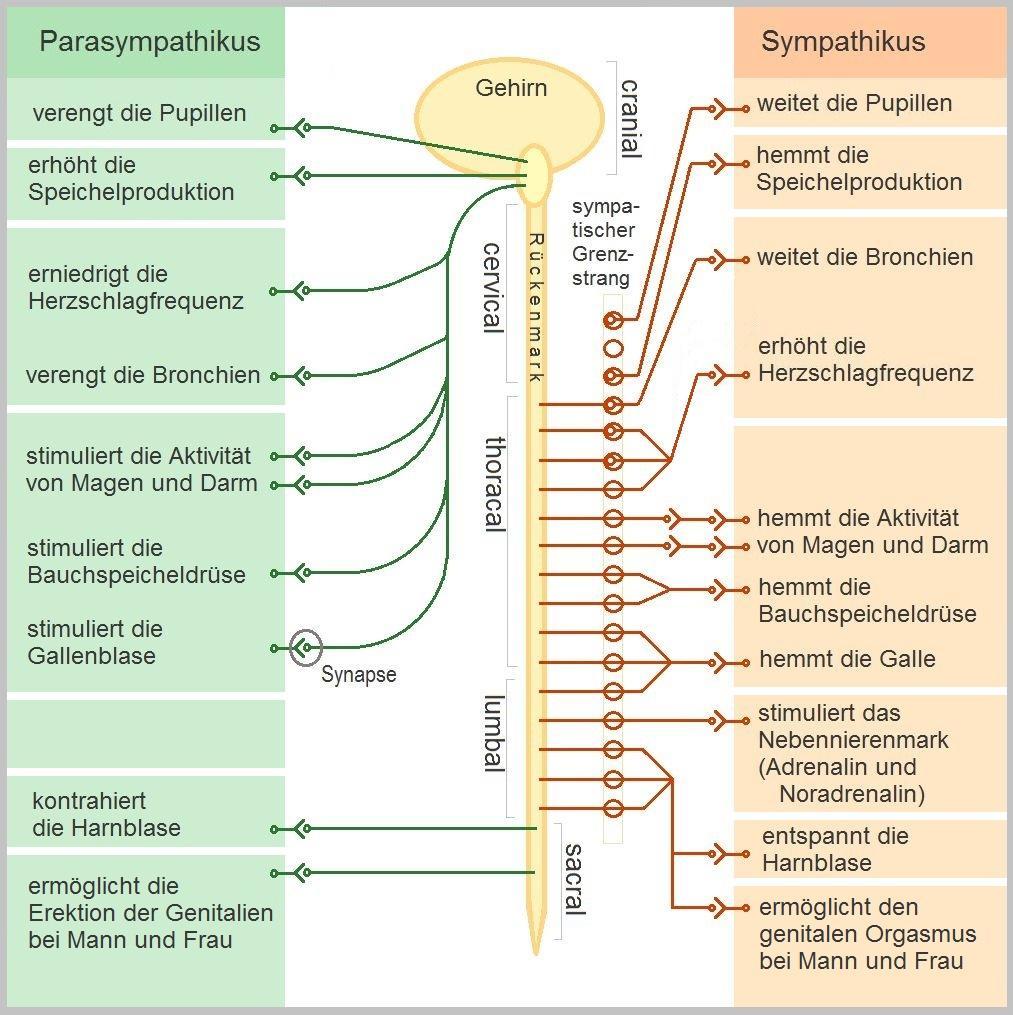 Das vegetative Nervensystem