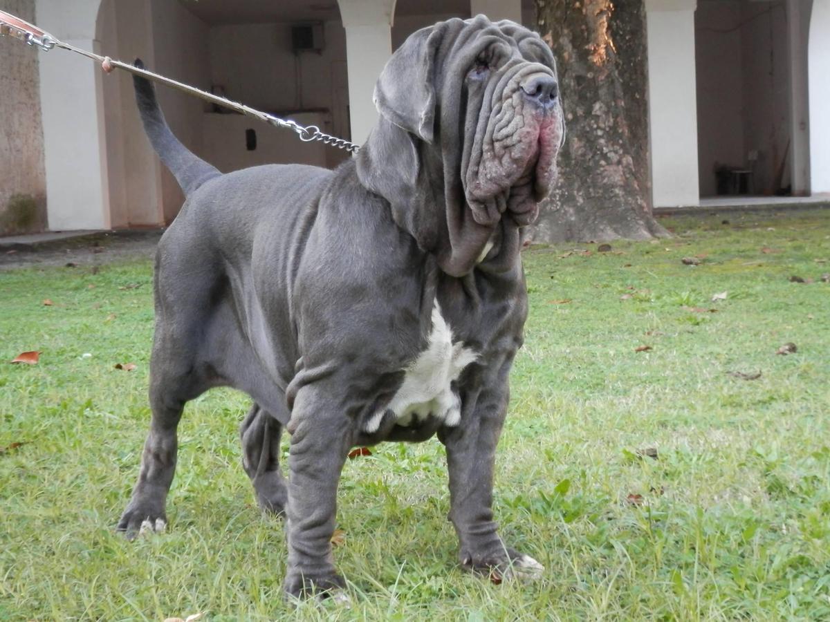 mastino napoletano