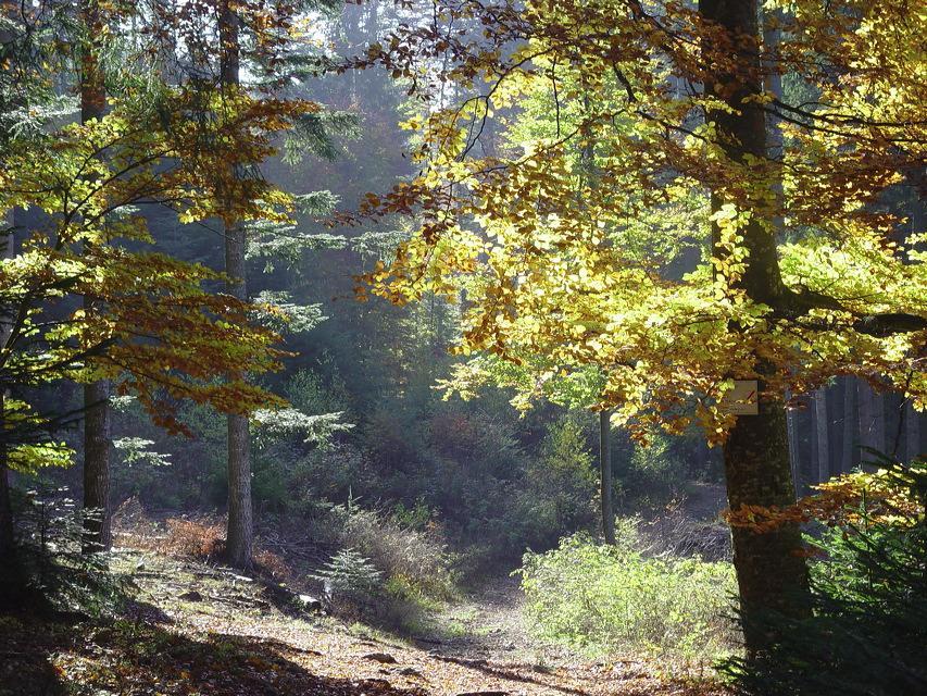 herbst.dsc05618