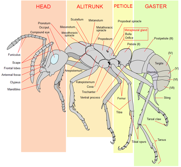 schema-ameisen-arbeiter-anatomie-ameisen