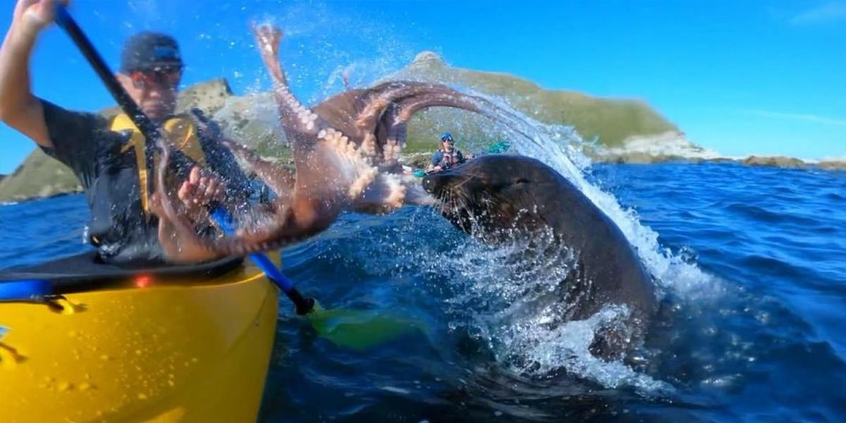 seal-slaps-kayaker-with-octopus