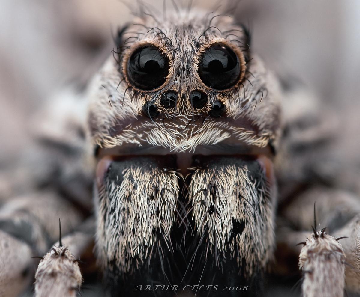 171 Lycosa tarantula by Bullter