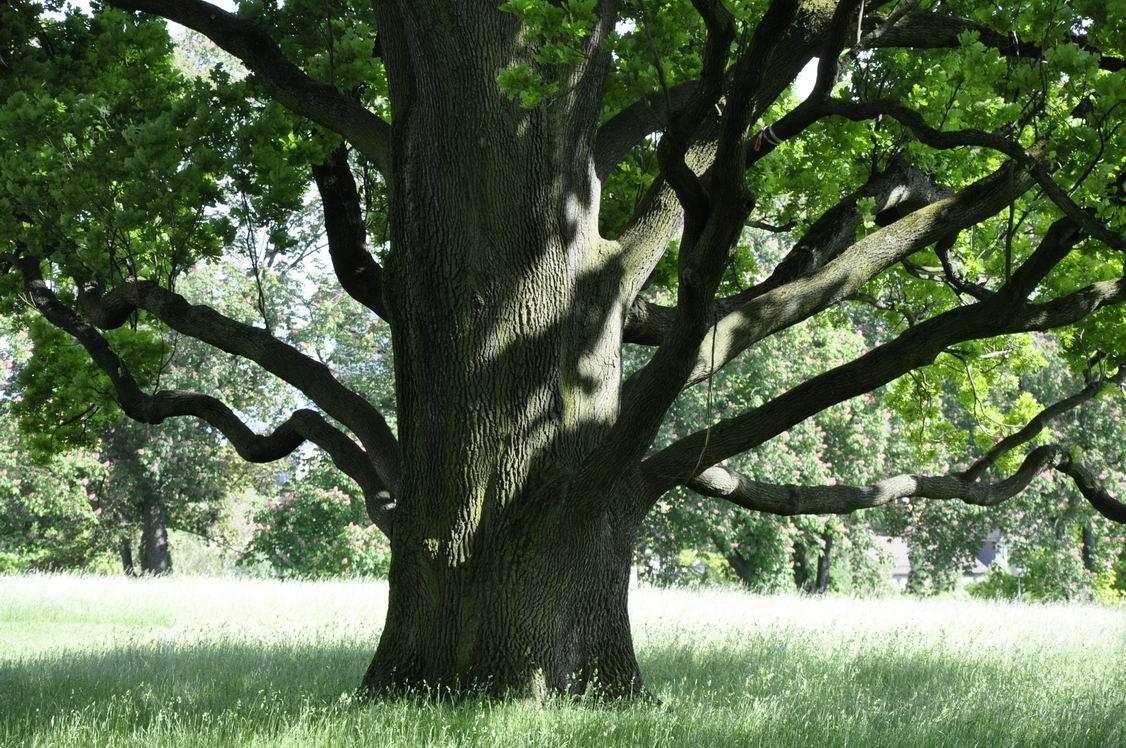 Baum-im-Rosensteinpark DSC8727