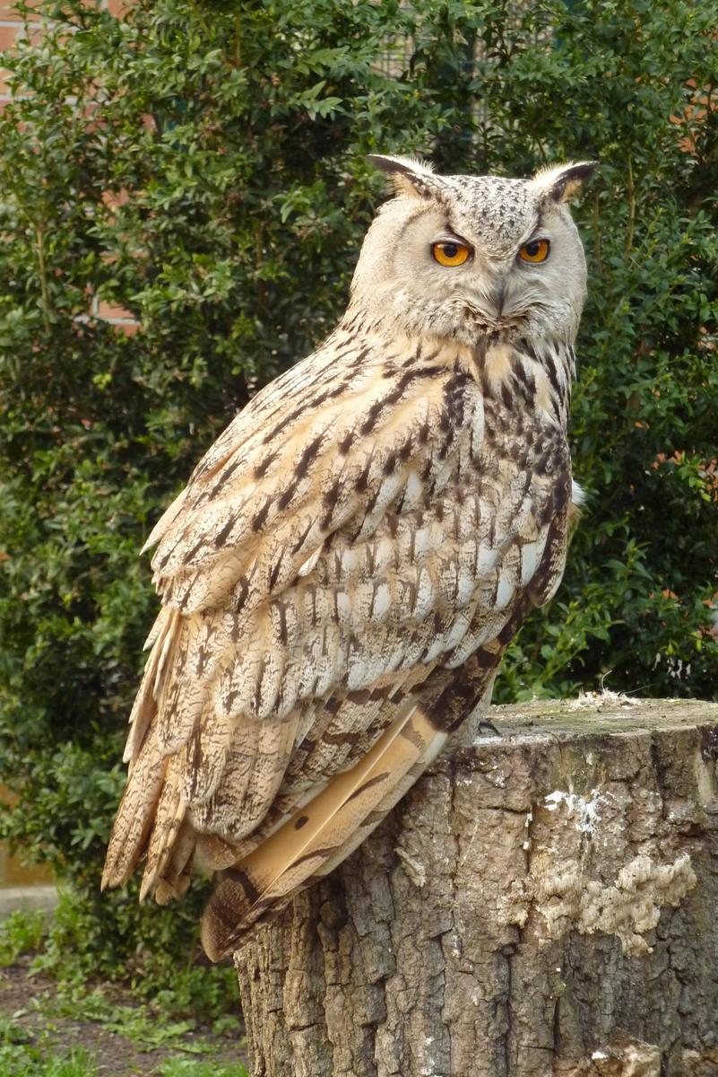 Tierpark Berlin Bubo bubo omissus 252-35