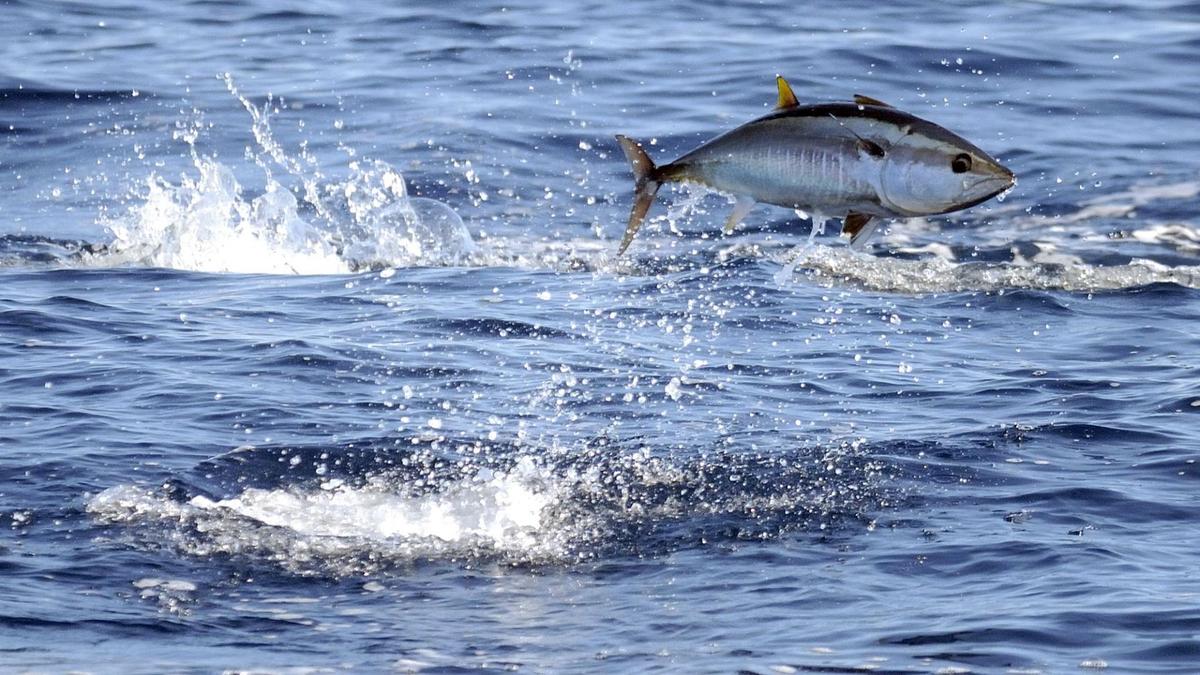 Blauflossenthunfisch-Sprung