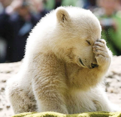 facepalm-bear-2