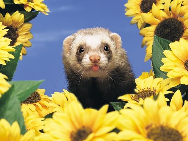 FERRET14