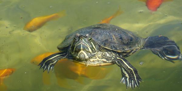 schildkroete-teich