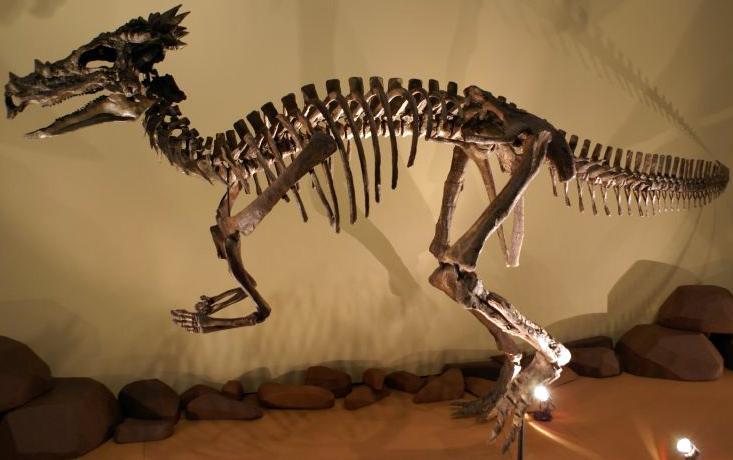 Dracorex