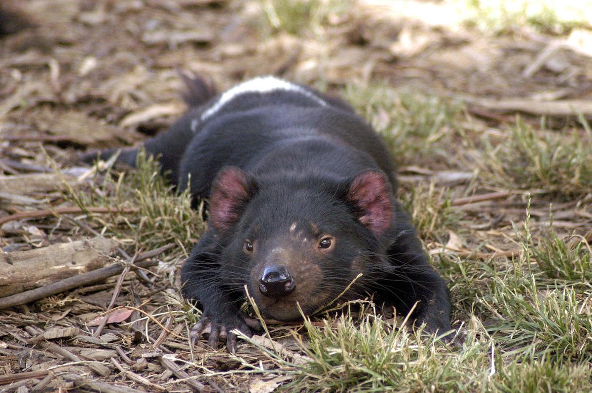 Tasmanian Devil resting