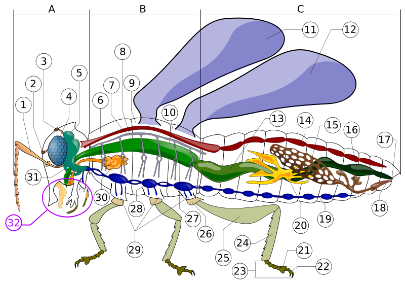 800px-Insect anatomy diagram.svg