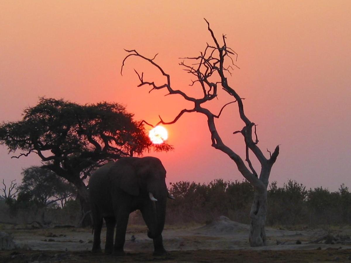  elefant   sonnenuntergang   afrika   bo