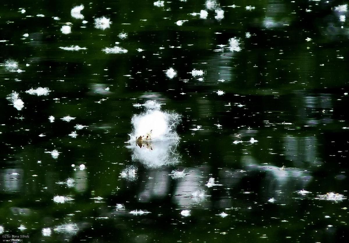 Blten Wasser Wind Pollen Natur 