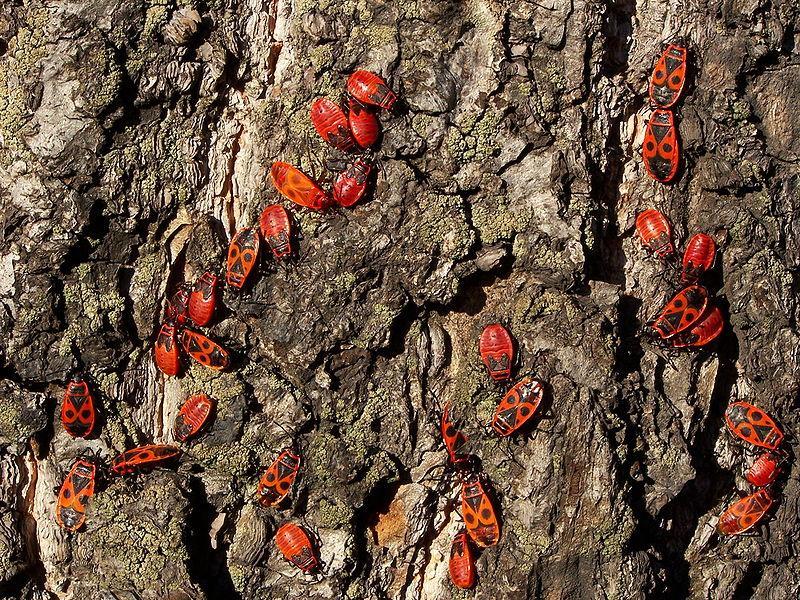 800px-Pyrrhocoris apterus 28Kowale bezsk