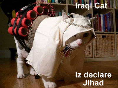 cat16