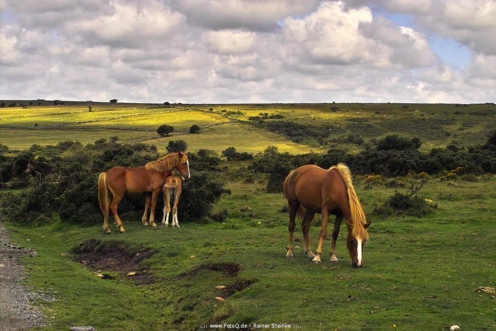 Wilde-Ponys-im-Dartmoor