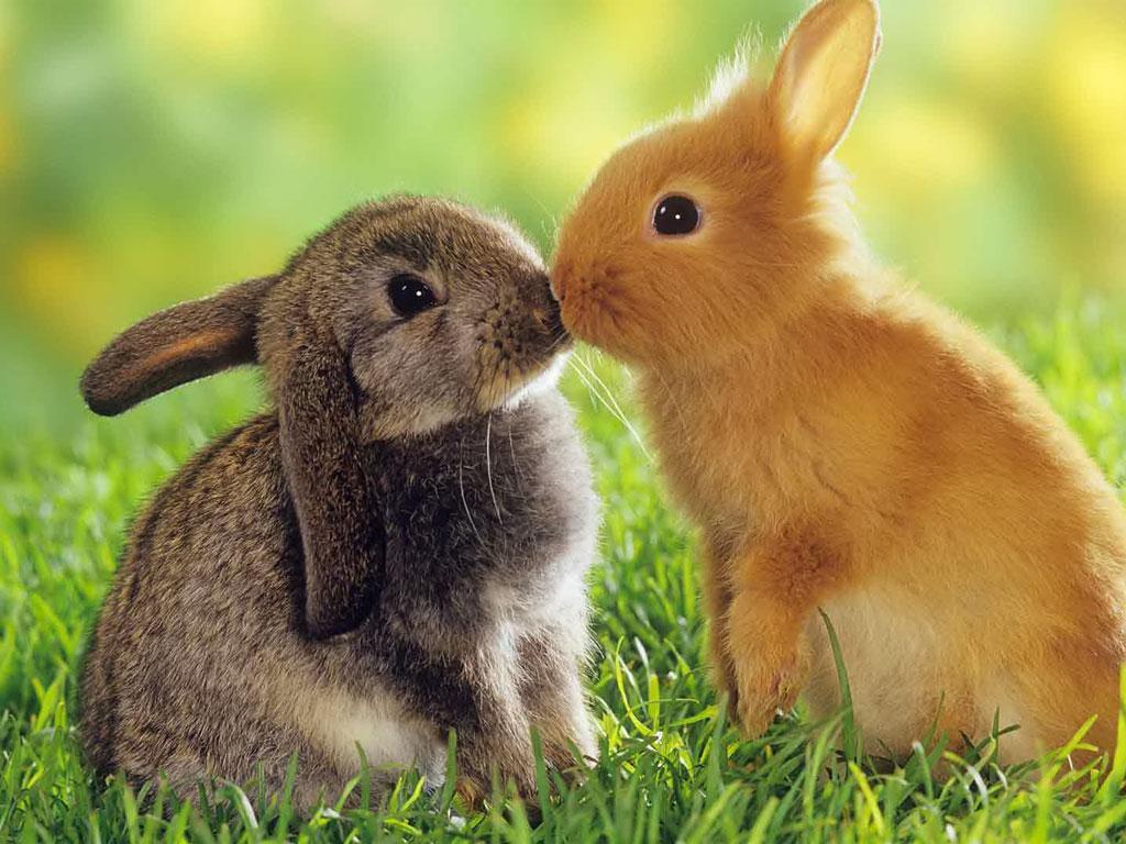 two-rabbits-in-love
