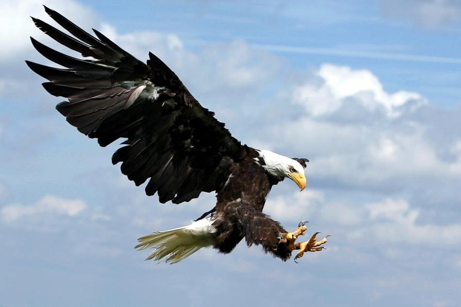 adler in landeanflug