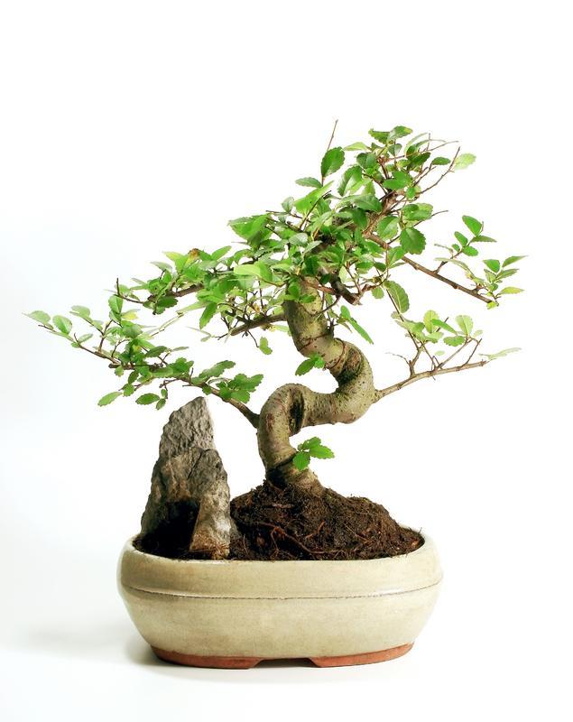 Bonsai-Baum