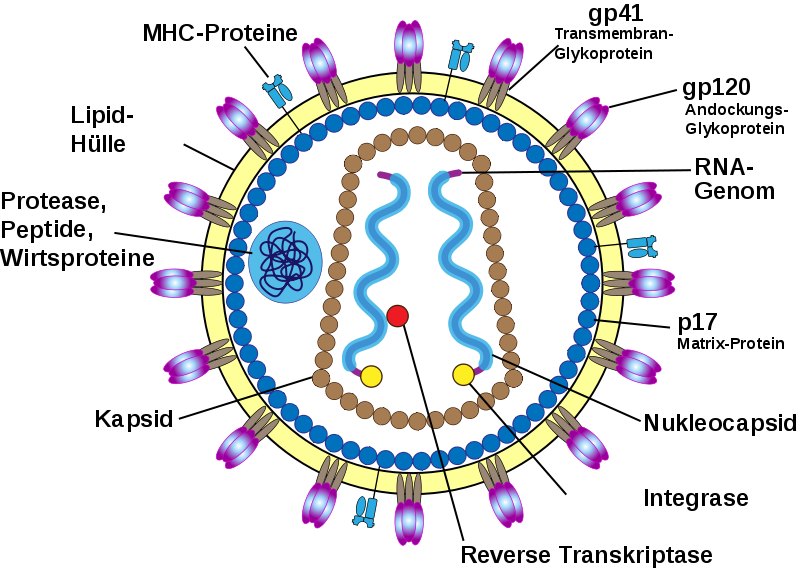 800px-HIV Virion de.svg