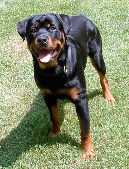 9EqPiC rottweiler male8months