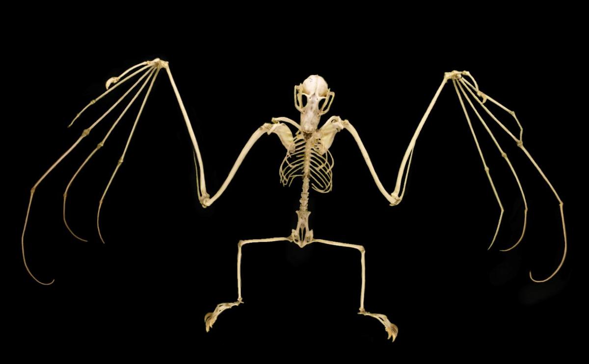 Pteropus samoensis-3