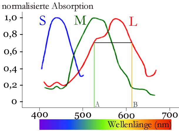 ZapfenAbsorption