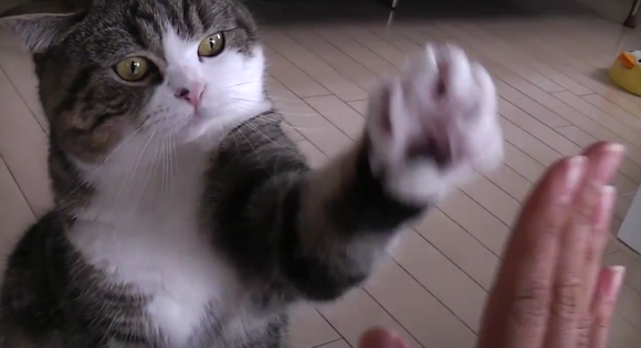 Katze-High-Five