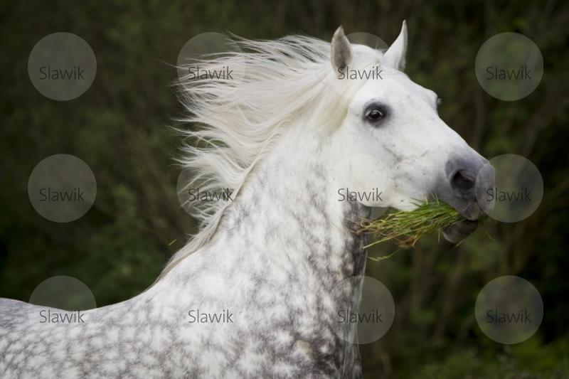 arabohaflinger nino11244