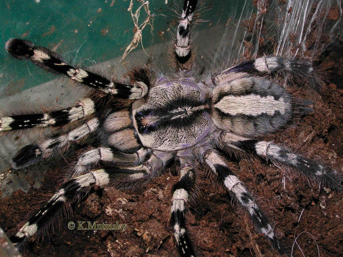 Poecilotheria regalis female