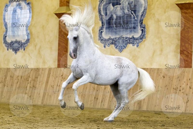 Pferd Einen Blasen Pferd Einen Blasen