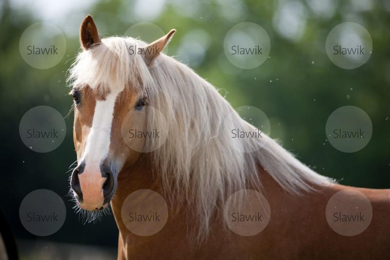 haflinger nico61161