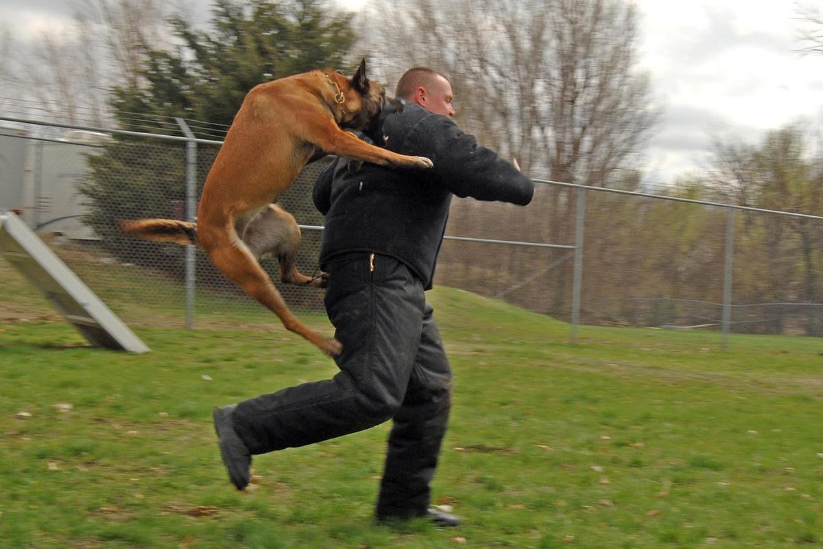 Nl0qR1 Police dog attack