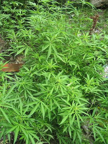 tX7S3xk dRJS4d Marihuana