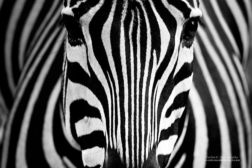 nuIx6P zebra