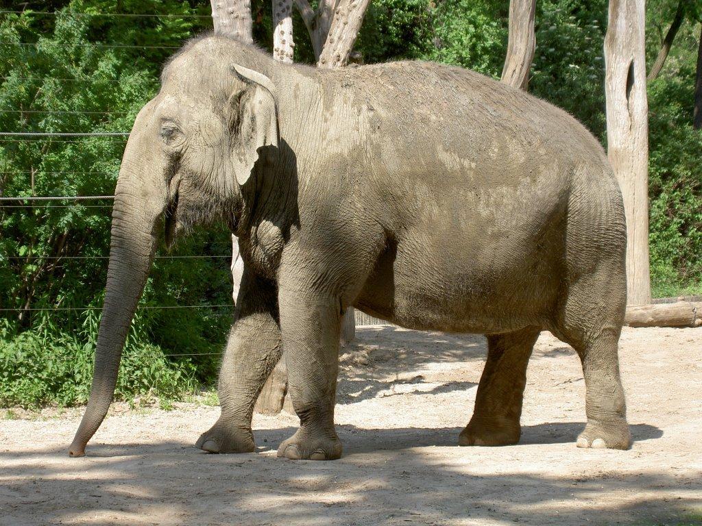 asiatischer-elefant-am-2052007-berlin-17