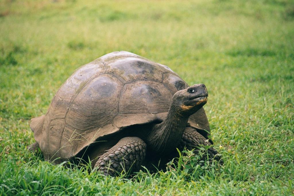 bOB5oF Galapagos Geochelone nigra porter