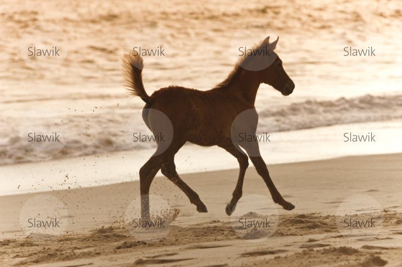 seychellen pony909156