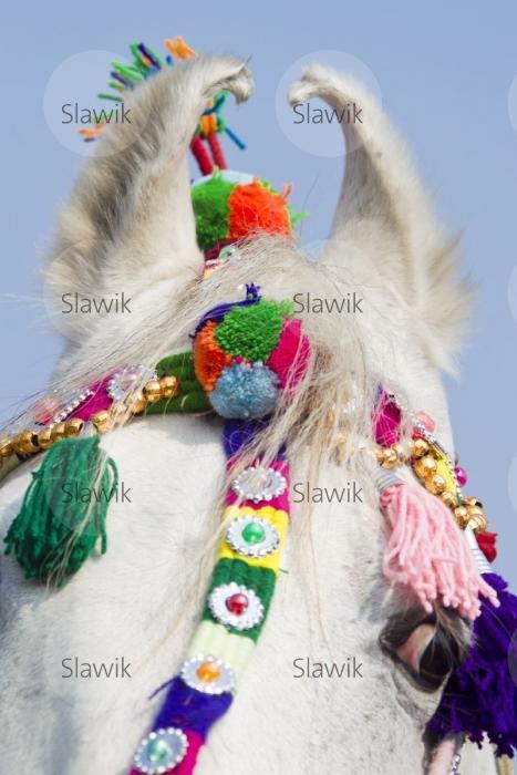 bhatner pferdemarkt211635