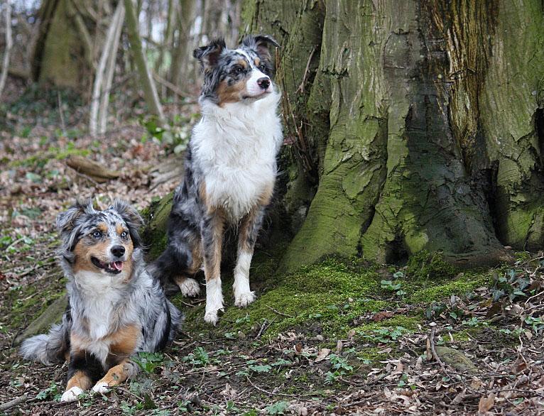 waldhunde-07bdf33b-7675-48d1-b523-21e828