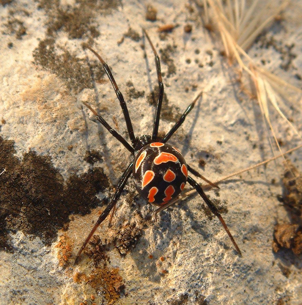 Latrodectus tredecimguttatus female